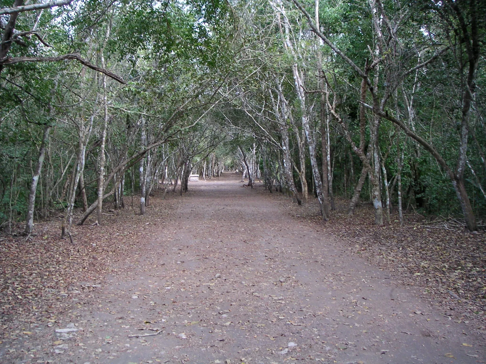 A tree-lined path through the forest at Coba