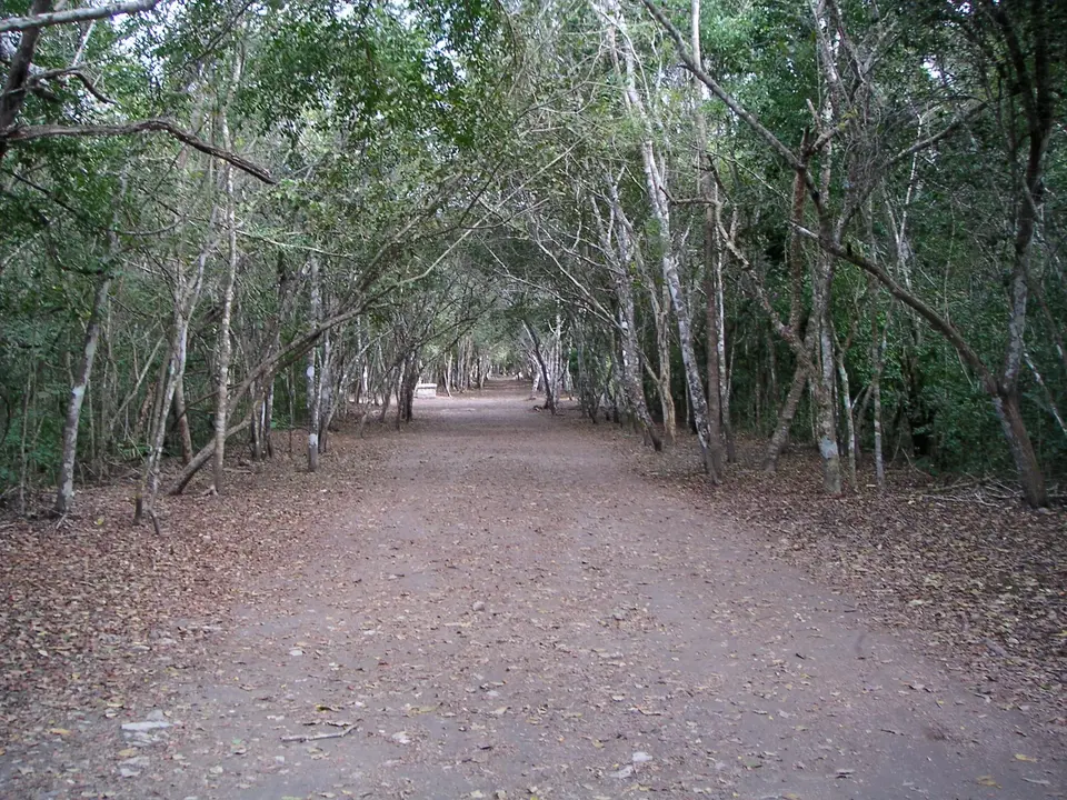 A tree-lined path through the forest at Coba